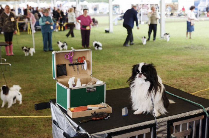 15. The Championship Dog Show, Windsor, England, 2007