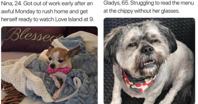This Instagram Account Features Different Dog Personalities That Are Absolutely Hilarious
