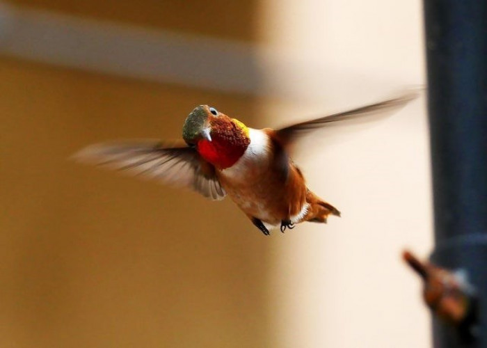 3. 'This hummingbird spotted me taking a photo of him'