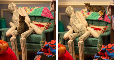 Adorable Cat Cuddling A Skeleton Might Demonstrate How Your Cat Would React If You Died