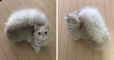 Bell The Japanese Cat Has An Adorable Fluffy Squirrel-Like Tail And We Are Loving It