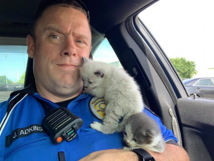 Two kittens cling to a Texas police officer, meowing and snuggling.
