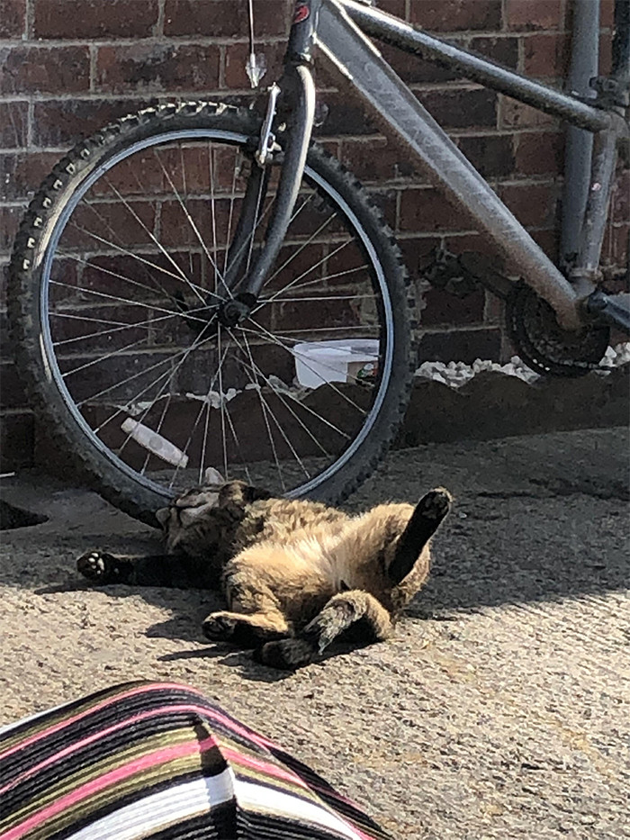 #14 Does anyone else's cat sunbathe like this?