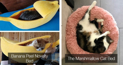 13 Items You Definitely Need If You're a Fully Fledged Crazy Cat Person