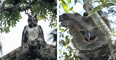 Harpy Eagles Are So Big That They Look Like a Tall Human Being in a Bird Costume