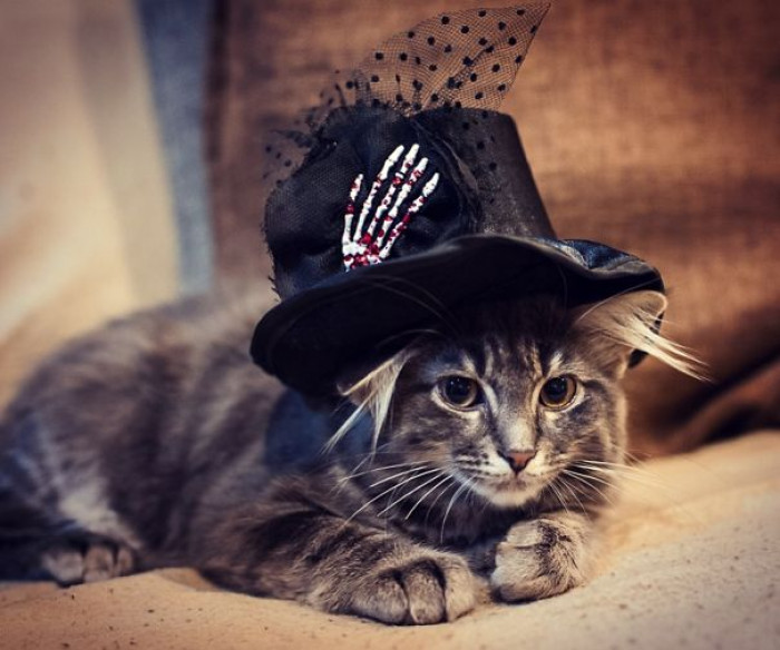 Fancy Feline