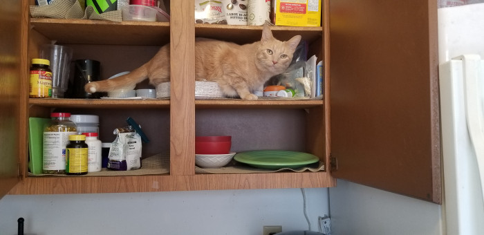 In the cabinet