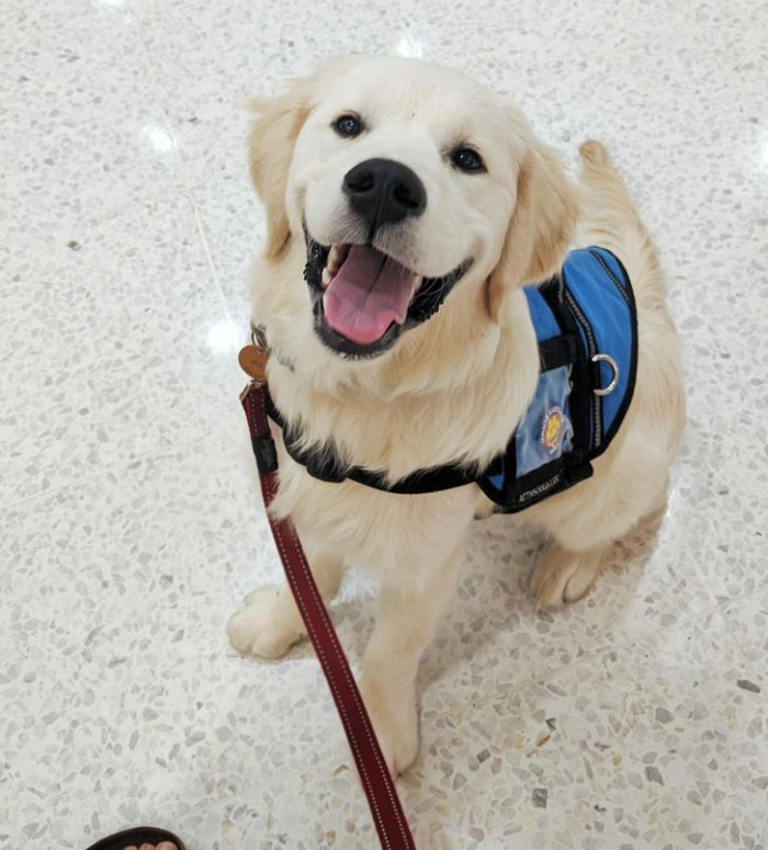 16. This is Bill; he had his first training to be a medical alert dog. His owner is really proud.