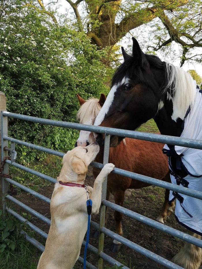 11. These Horses Always Come For A Kiss Whenever We Walk Past