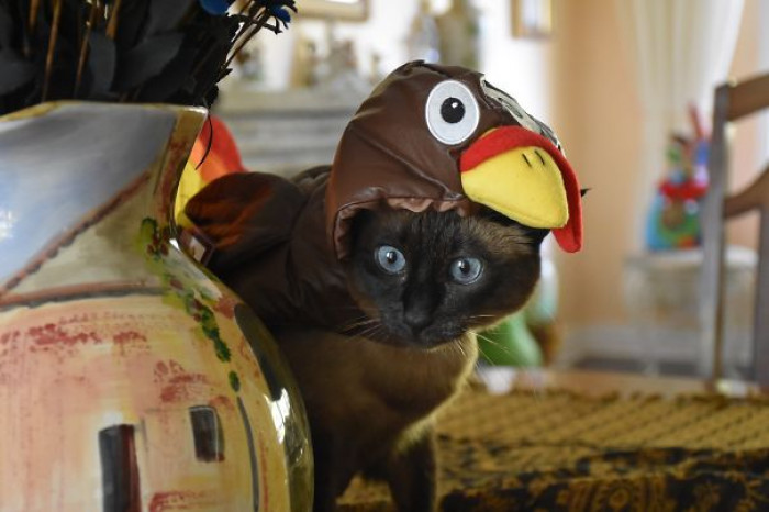 Nyan Cat style costume, cat dressed as Turkey Jaws, Halloween mashup