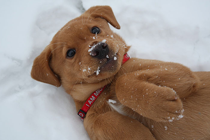 #34 Snow angel makin pupper!