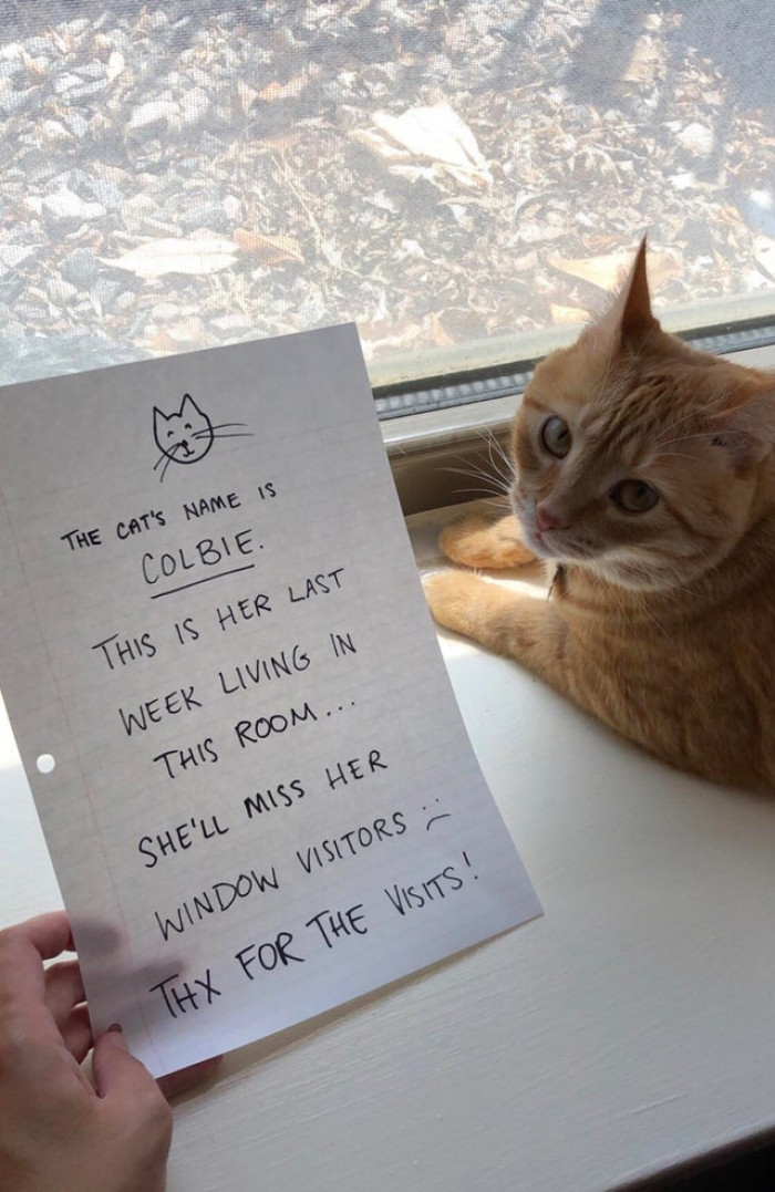 This owner decided to notify the strangers her cat had befriended that they were leaving