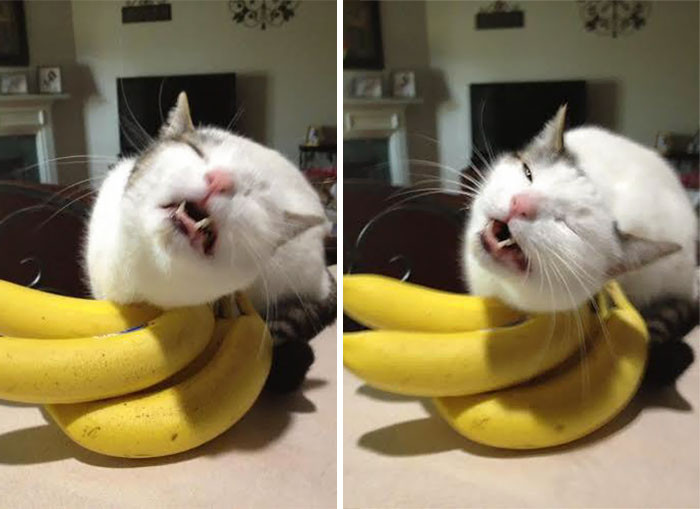 47. When you really love bananas...