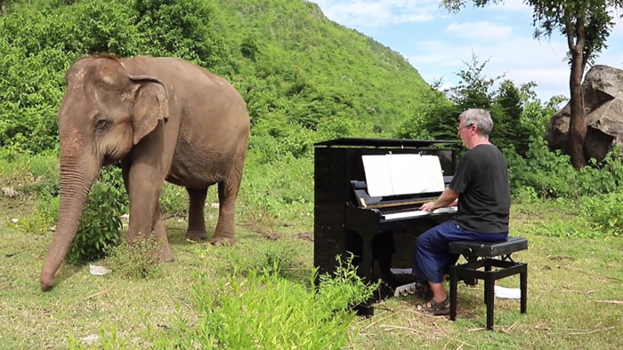 This is the kind musician who went out of his way by dragging a piano in the wild. He plays to comfort the elephants in the rescue center.