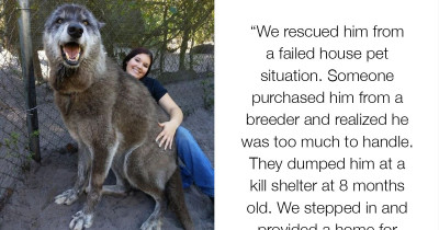 Sanctuary Saves Wolfdog Dumped at Kill Shelter After Owner Considers Him Too Much To Handle
