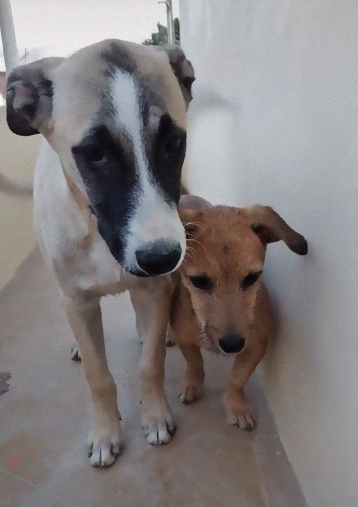 When his owner is around, Toby is really happy and friendly