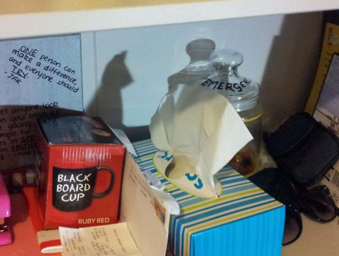 "The Shadow of This Box of Tissues Looks Like a Cat"