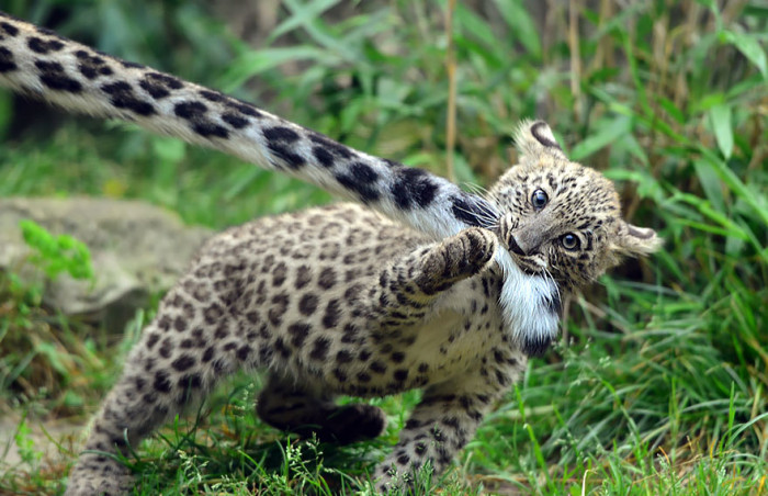 11. Mom’s tail is the best toy…