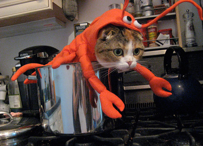 Cat dressed as Nibbler, caption about thousand hams, Halloween parody costume