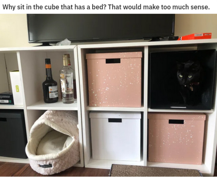 16. We can't have things making sense; this is cats we are talking about.