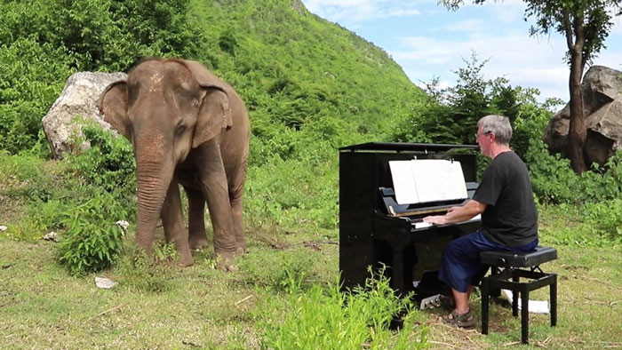 The warm-hearted piano player shares his time with animals who are disabled or sick.