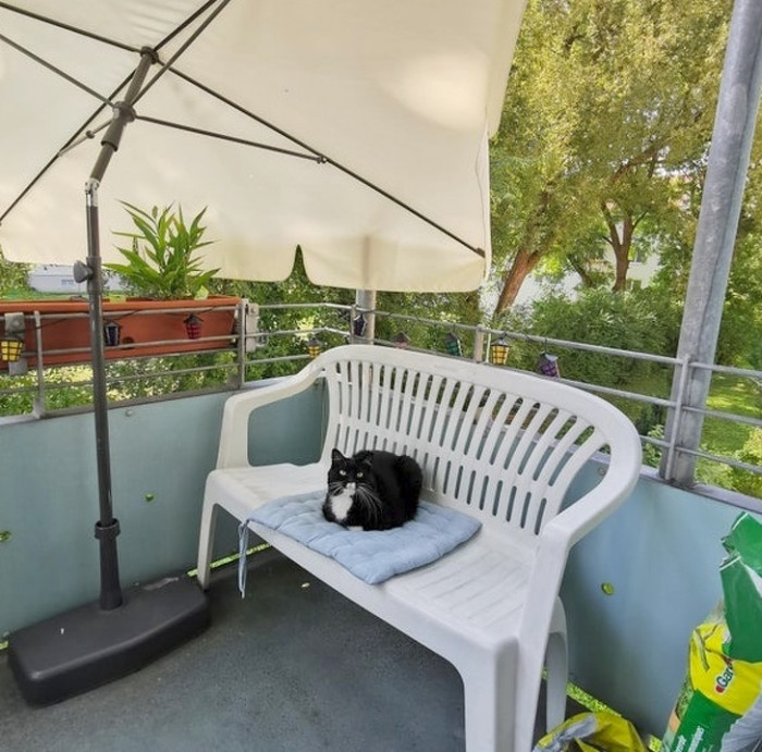 “I opened the door to the balcony, placed my cushion on the bench, went inside to grab my book, and this is what I saw when I went back outside.”