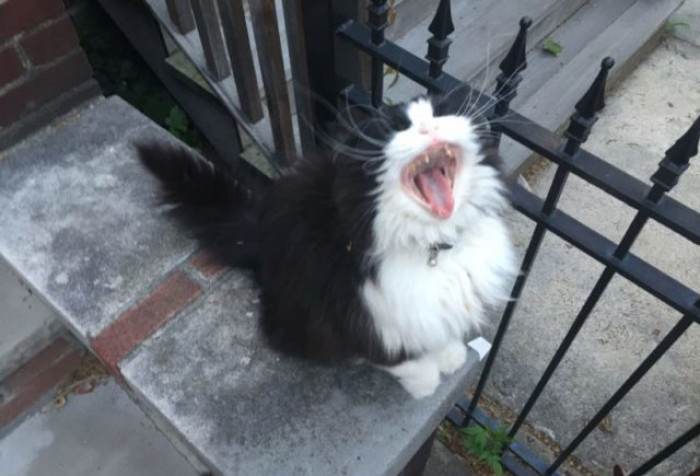 Cat resting on stoop near home entrance, protective watch over area