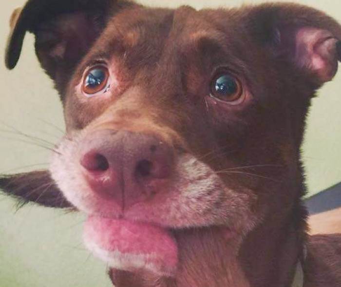 Dog sits on the floor with tail in mouth, existential stillness.