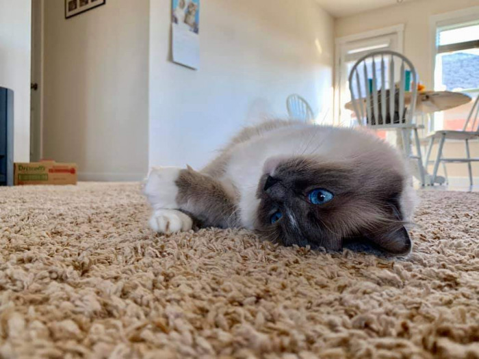 "Meeko has amazing blue eyes! :)"