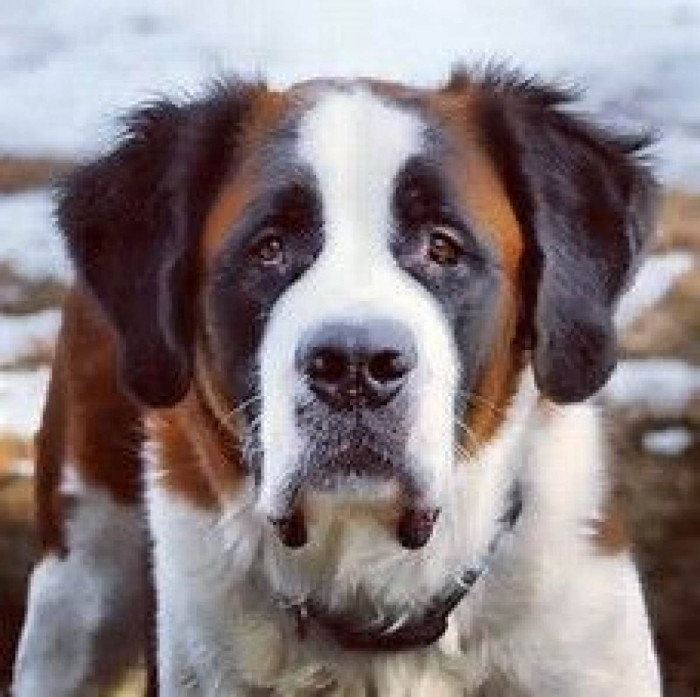 9. Saint Bernard