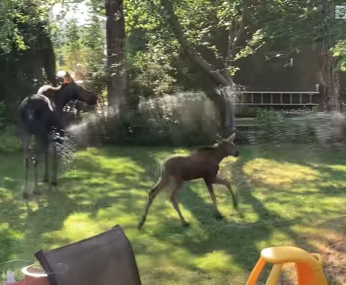 Stull turned on the sprinklers in the hope of driving the moose away.