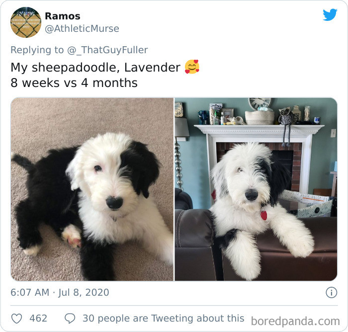 Sweet Lavender