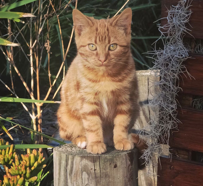 A husband's secret pet