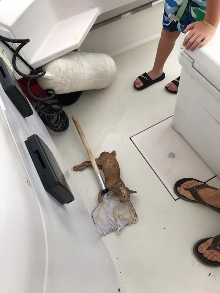 A fishing boat crew noticed a kitten struggling for his life in open waters.
