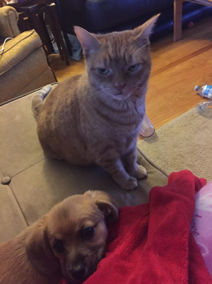 #66 Not Sure, But I Don't Think Our Cat Likes Our New Puppy