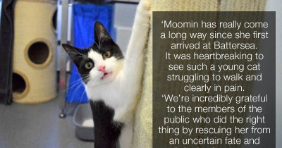 Despite Being Dumped In An Alleyway, Moomin The Cat Learns How To Walk Again