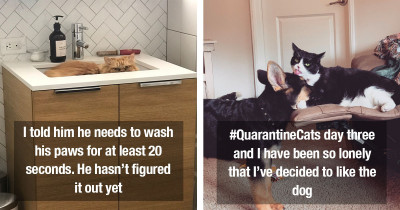 Cats in Quarantine Have Their Hysterical Moments Immortalized Online for Our Amusement
