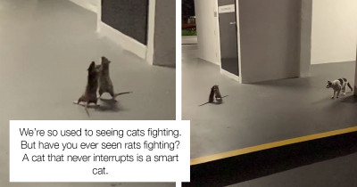 A Cat Was Spotted Watching A Rat Fight In Hilarious Viral Video