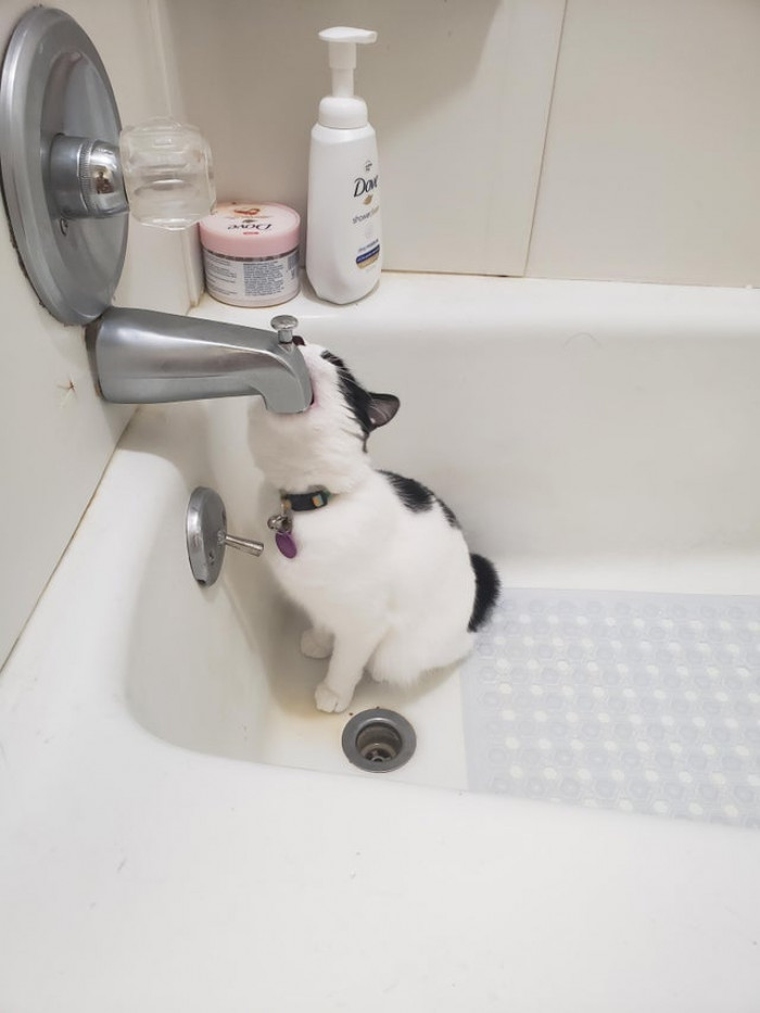 8. "Sometimes my cat tries to deep throat the shower faucet."