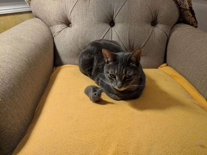 The cat looks rather unimpressed with its mini-me.