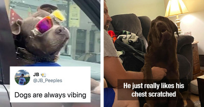 Awesome Dog Who Will Surely Raise Your Serotonin Levels
