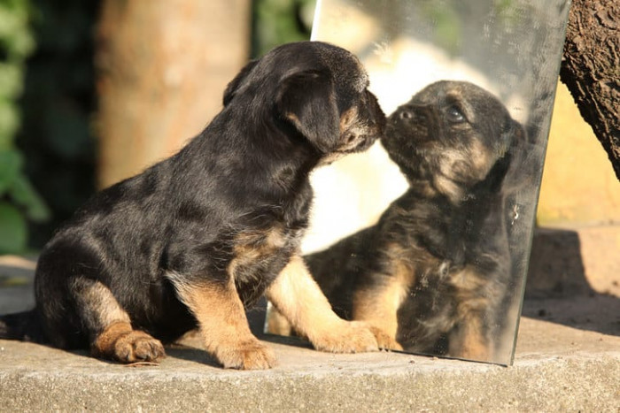 STOP. BARKING. AT. YOUR. OWN. REFLECTION.