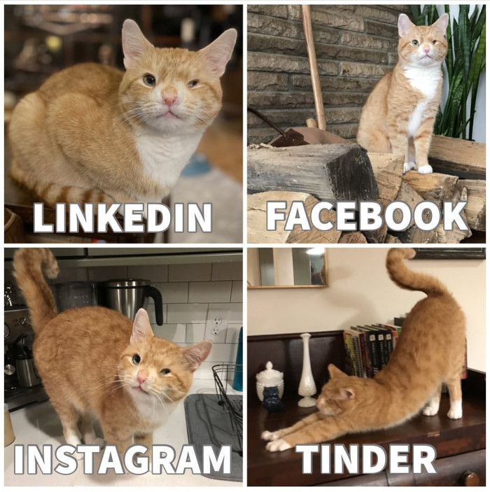 Hogan the Winky Kitty