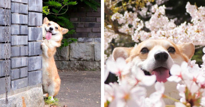 Japanese Corgi Dog's Adorable Facial Expressions Make Him An Internet Celebrity