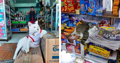 Cool Cats Who Seem to Think They Own the Stores They Live In, and They're Mostly Right