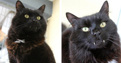 Rescue Home Cat With Dracula-Like Fangs Finally Finds Loving Home