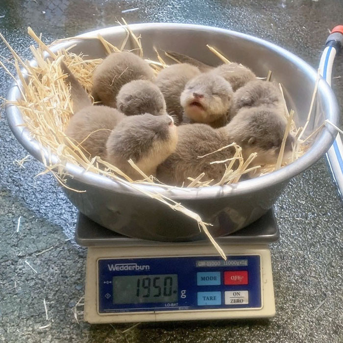 4. A Bowl Full Of Adorable Baby Otters