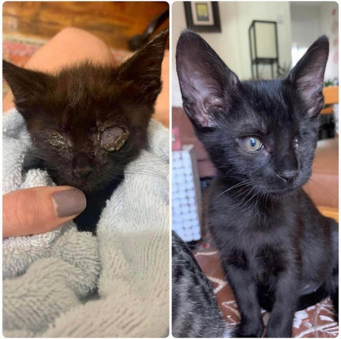 8. Winky, the black kitten, has sure come a long way!