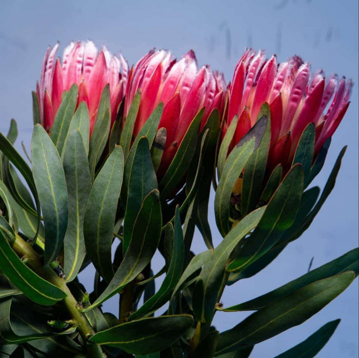 Protea plant used as inspiration for lizard