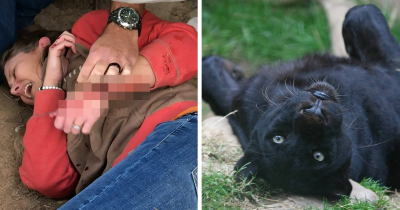 Jaguar Won't Face Any Punishment After Retaliating Against Person Taking Selfies for Social Media